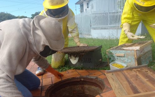 Imagem referente a Mais um enxame de abelhas é removido pela Defesa Civil em Cascavel