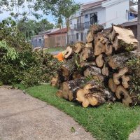 Imagem referente a Equipes da Prefeitura removem árvore caída que interditava rua Belém desde quinta-feira