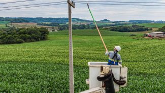 Do Clic Rural aos 19 mil km de redes do Paraná Trifásico, Copel leva investimentos ao campo