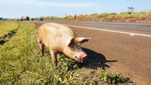 Imagem referente a Porco cai de caminhão na rodovia BR-163