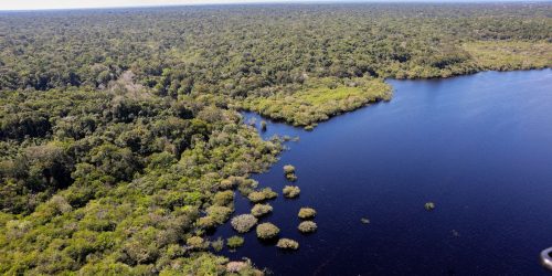 Imagem referente a Cinco países aderem a fundo para conservação de florestas tropicais