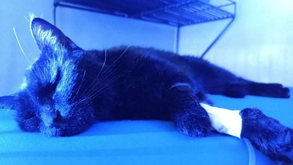 Gato morre após aplicação de tranquilizante no Hemocentro Veterinário 