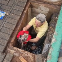 Imagem referente a Heróis anônimos: populares resgatam gatinho que caiu em bueiro na Av. Brasil