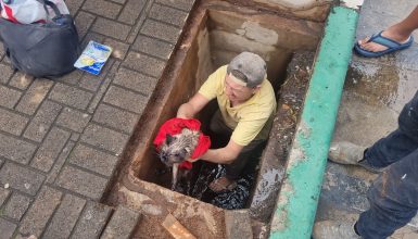 Imagem referente a Heróis anônimos: populares resgatam gatinho que caiu em bueiro na Av. Brasil