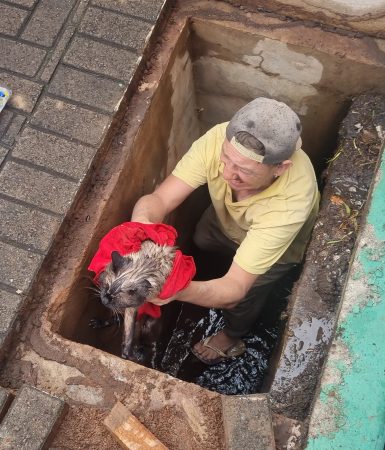 Imagem referente a Heróis anônimos: populares resgatam gatinho que caiu em bueiro na Av. Brasil