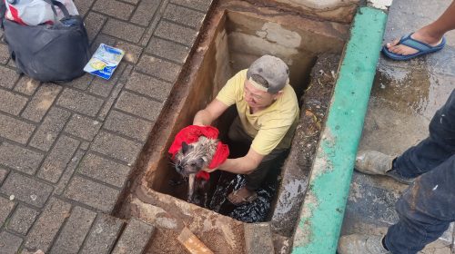 Imagem referente a Heróis anônimos: populares resgatam gatinho que caiu em bueiro na Av. Brasil