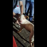 Imagem referente a Cachorro é encontrado no bairro Santa Felicidade