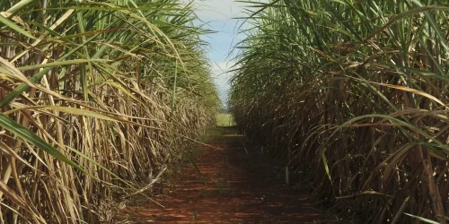 Imagem referente a Seca extrema derruba produtividade de cana e usinas antecipam colheita