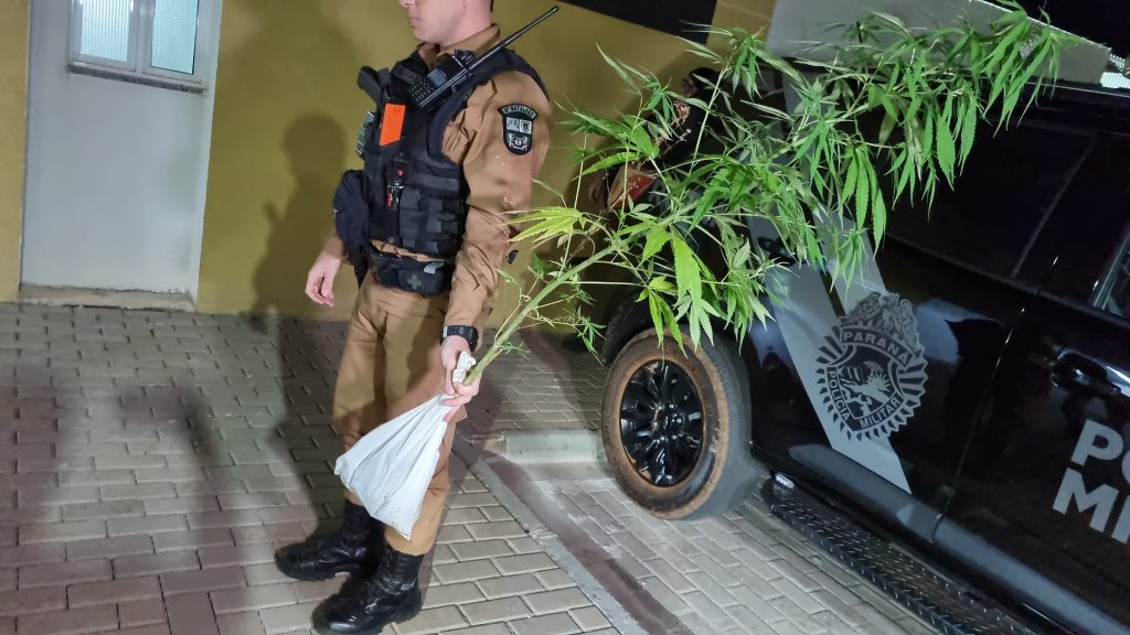 Árvore de natal confiscada! Rotam detém jovem com pé de maconha no bairro Guarujá