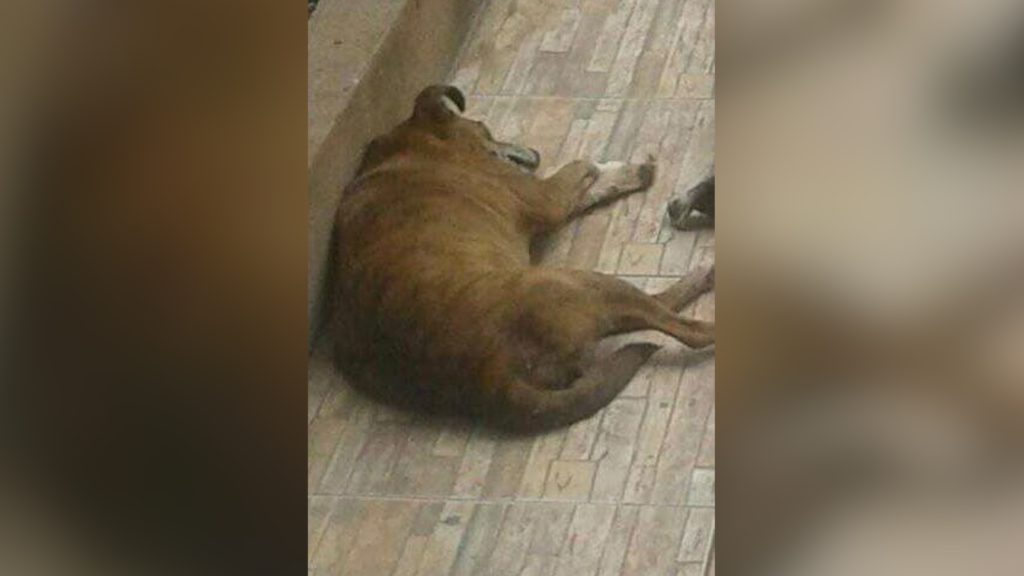Cachorra precisa de doador de sangue de cão que tenha entre um a sete anos de idade