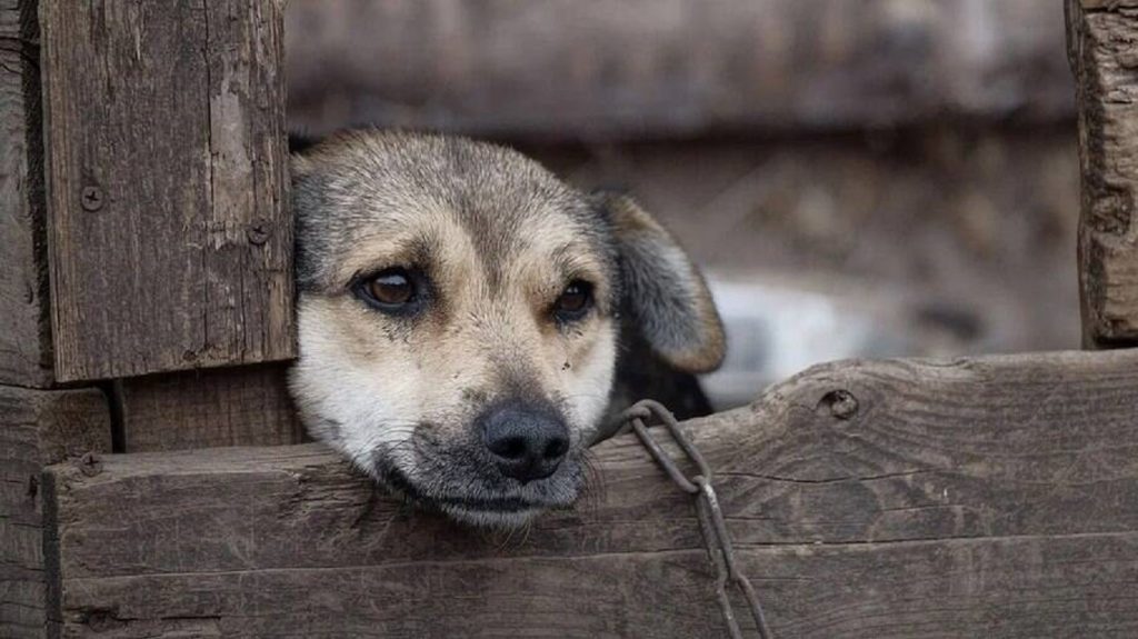 Homem é condenado a 2 anos e 7 meses de prisão por maus tratos a cachorros em Goioerê