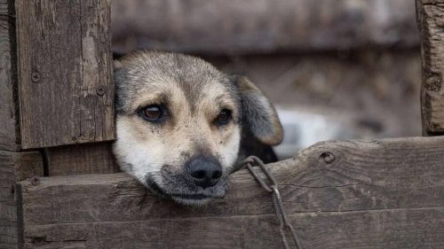 Homem é condenado a 2 anos e 7 meses de prisão por maus tratos a cachorros em Goioerê Imagem referente a Homem é condenado a 2 anos e 7 meses de prisão por maus tratos a cachorros em Goioerê