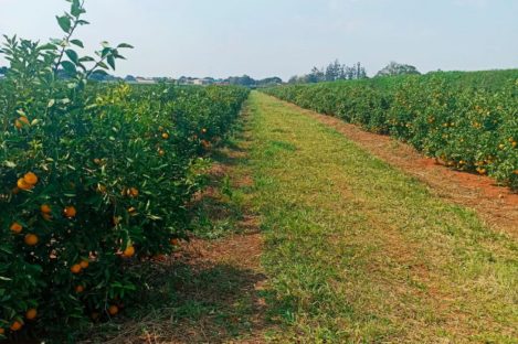 Imagem referente a Operação em Umuarama reforçará combate e prevenção ao greening, doença dos citros