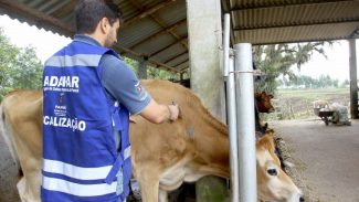 Veterinários devem se recadastrar na Adapar para atuar contra brucelose e tuberculose