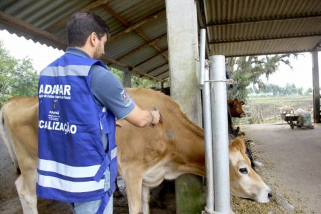 Imagem referente a Veterinários devem se recadastrar na Adapar para atuar contra brucelose e tuberculose