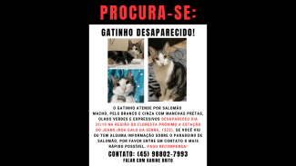 Imagem referente a Gata Salamão desapareceu no bairro Floresta