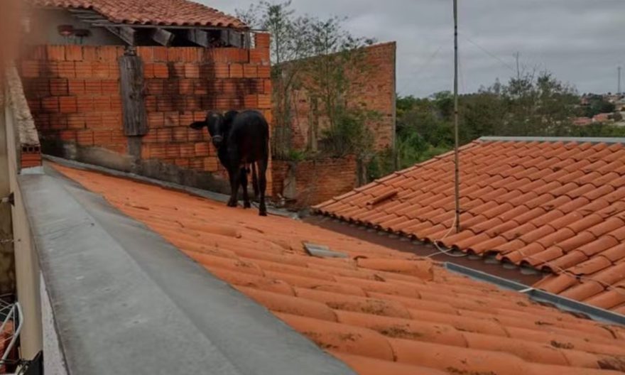 Vaca sobe em telhado e causa susto em moradores: veja vídeo