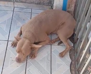 Imagem referente a Morador de Cascavel vive apreensão com Pitbull solta em frente à sua casa