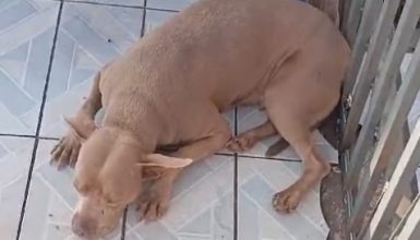 Imagem referente a Morador de Cascavel vive apreensão com Pitbull solta em frente à sua casa