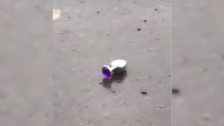Depois da calcinha amarela, Plug Anal é encontrado em rua de Cascavel