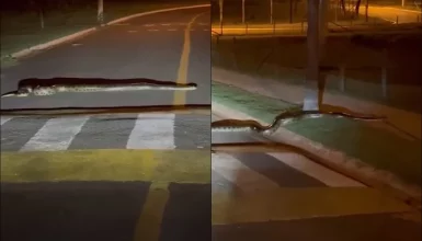 Imagem referente a Sogra? Internauta flagra Sucuri atravessando a rua