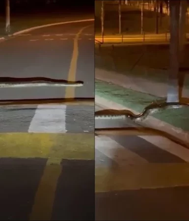 Imagem referente a Sogra? Internauta flagra Sucuri atravessando a rua