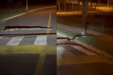 Imagem referente a Sogra? Internauta flagra Sucuri atravessando a rua