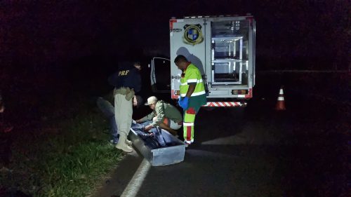 Imagem referente a Homem morre após ser atropelado na rodovia BR-277, em Cascavel