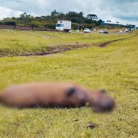 Imagem referente a Atropelamento com morte na BR-277: capivara é encontrada mutilada na Região do Lago