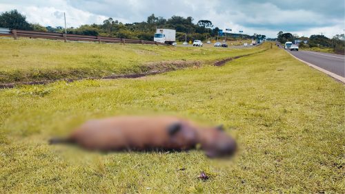 Imagem referente a Atropelamento com morte na BR-277: capivara é encontrada mutilada na Região do Lago