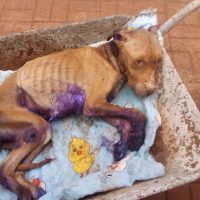 Imagem referente a Crueldade sem limites: cachorra é deixada para morrer em residência no Bairro Presidente