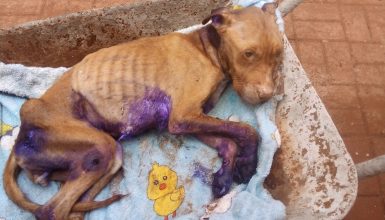 Imagem referente a Crueldade sem limites: cachorra é deixada para morrer em residência no Bairro Presidente