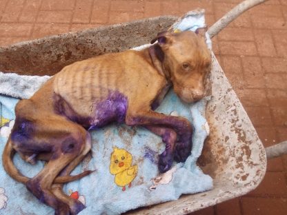 Imagem referente a Crueldade sem limites: cachorra é deixada para morrer em residência no Bairro Presidente