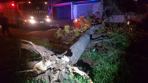 Imagem referente a Árvore cai em via pública no Bairro XIV de Novembro