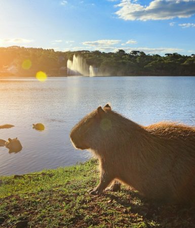 Imagem referente a Corrida recreativa para toda família marcará a comemoração dos 40 anos do Lago Municipal