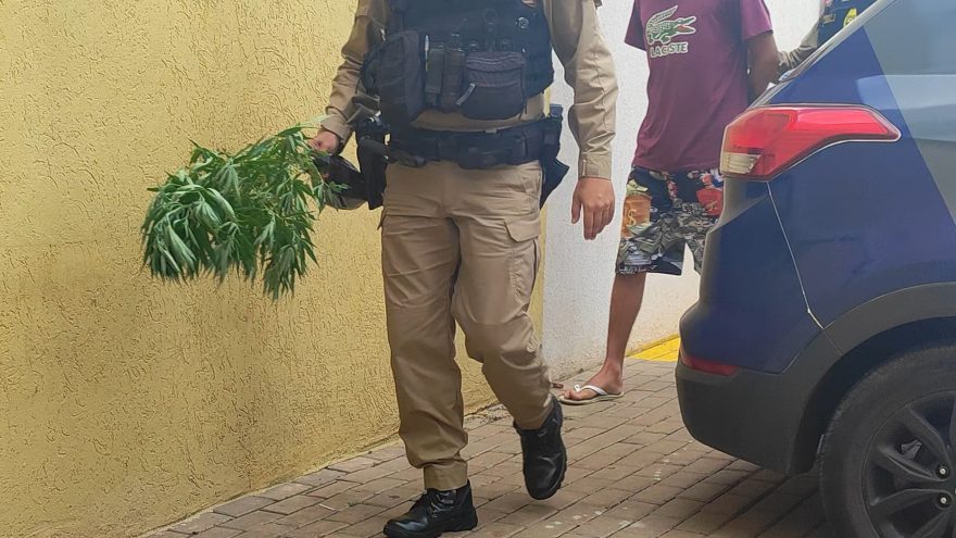 Já é Natal? PM apreende “Pinheirinho de Maconha” no Lago Azul