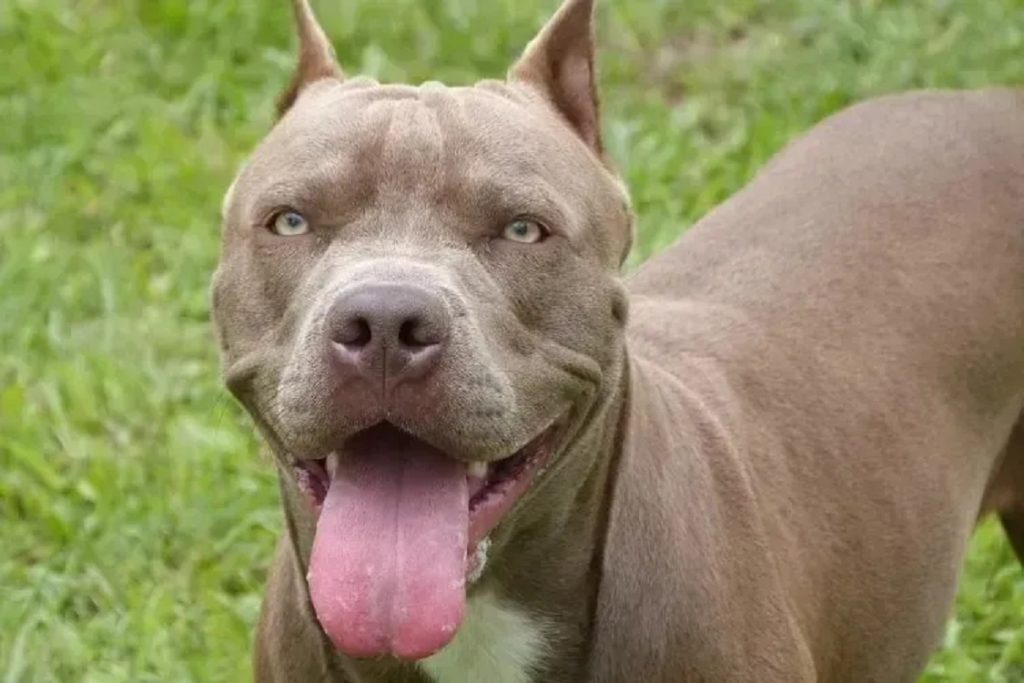 Pitbull ataca morador de rua em Maringá