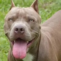 Imagem referente a Pitbull ataca morador de rua em Maringá