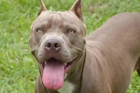 Imagem referente a Pitbull ataca morador de rua em Maringá