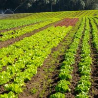 Imagem referente a Agricultura sustentável: prêmio Orgulho da Terra homenageia 19 vencedores de 2024