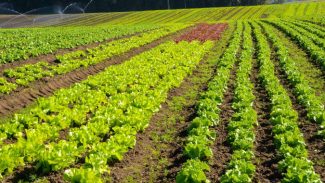 Agricultura sustentável: prêmio Orgulho da Terra homenageia 19 vencedores de 2024