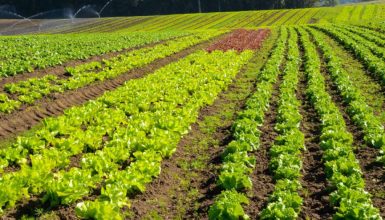 Imagem referente a Agricultura sustentável: prêmio Orgulho da Terra homenageia 19 vencedores de 2024