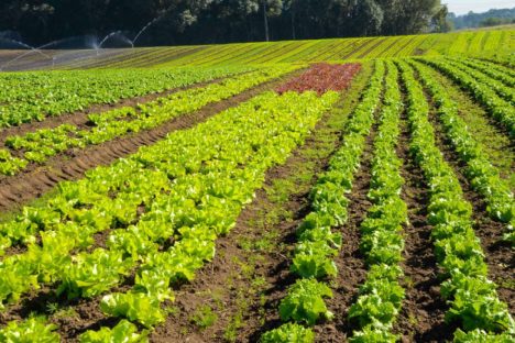 Imagem referente a Agricultura sustentável: prêmio Orgulho da Terra homenageia 19 vencedores de 2024