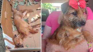 Cachorrinha atropelada em Cascavel se recupera e precisa de um novo lar