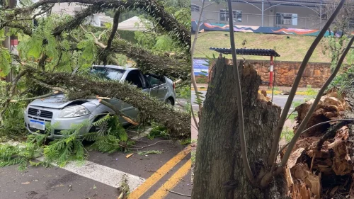 Imagem referente a Árvore atinge carro em movimento e motorista comemora: “Foi um milagre”