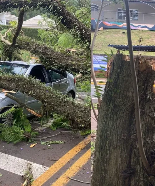 Imagem referente a Árvore atinge carro em movimento e motorista comemora: “Foi um milagre”