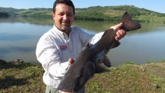 Novo ciclo do Rio Vivo vai soltar 2,6 milhões de peixes nativos nas bacias do Paraná