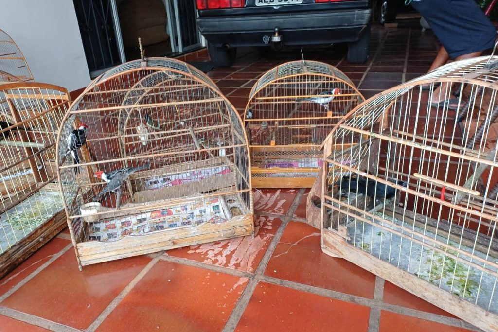 Operação do IAT resulta na apreensão de 11 aves em situação irregular em Umuarama