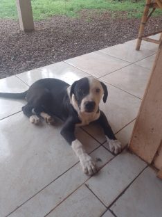 Imagem referente a Cachorro Zeus desapareceu no bairro Santa Cruz