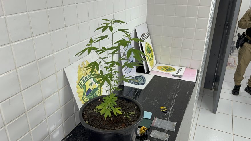 Pinheirinho de Natal e trufa de maconha; dupla é detida pela PM no Centro